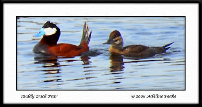 Ruddy Duck Pair