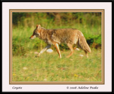 Coyote