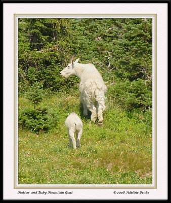 Mountain Goats