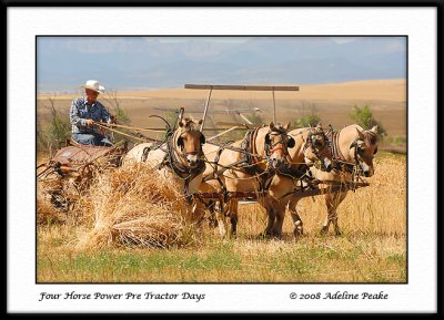 Team of Horses