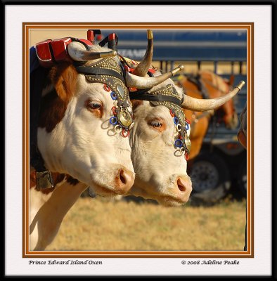 Pair of Oxen