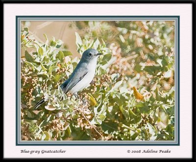 Blue Knatcatcher