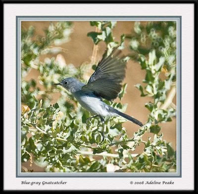 Blue Knatcatcher