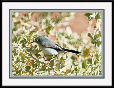 Blue Knatcatcher