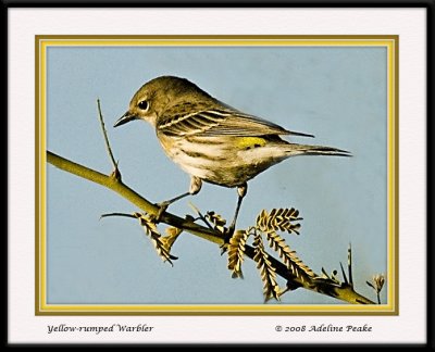 Yellow Rumped Warbler