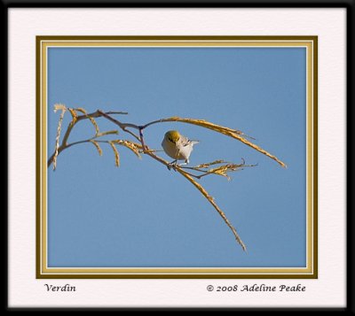 Verdin