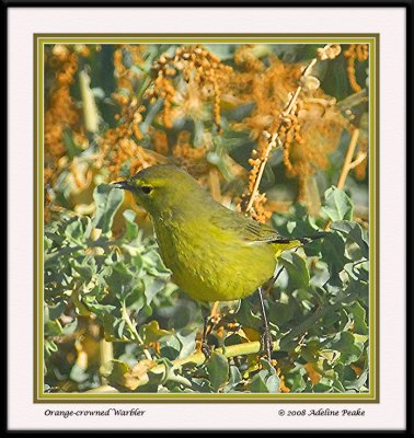 Orange-crowned Warbler