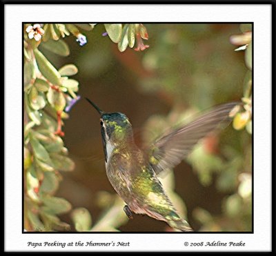 birth_of_hummers