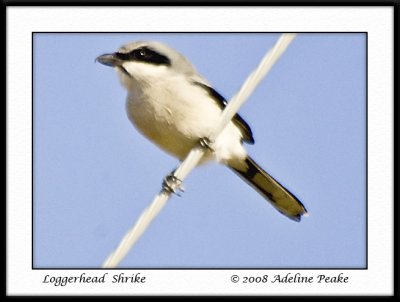 Loggerhead Shrike