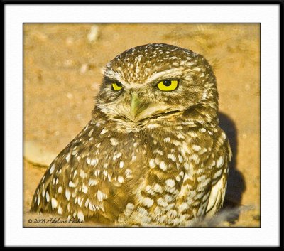 Burrowing Owl