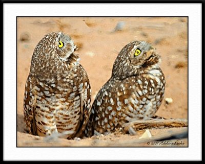 Burrowing Owls