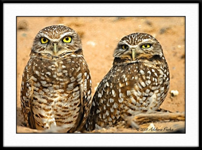 Burrowing Owls