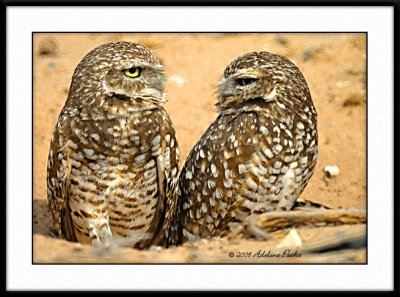 Burrowing Owls