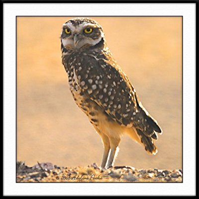 Burrowing Owl