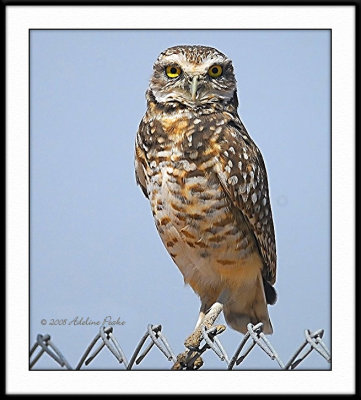 Burrowing Owl