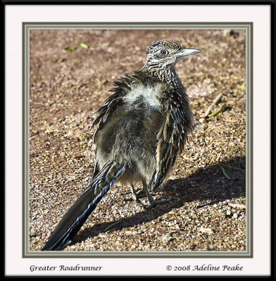 Roadrunner