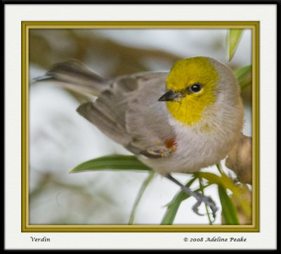 Verdin