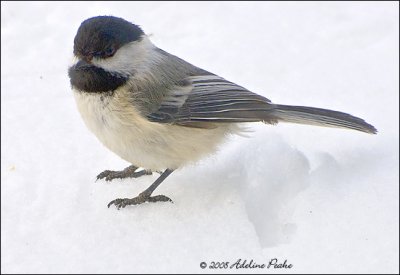 Black-capped Chickadee