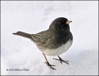 Male Slate-colored Dark-eyed Junco