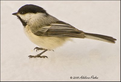 Black-capped Chickadee