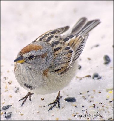 Male American Tree Sparrow