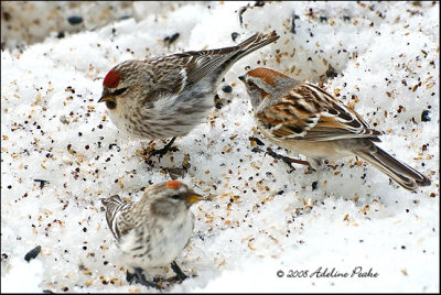 Two Redpolls and an American Tree Sparrow.