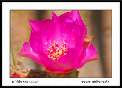 Prickly Pear Cactus