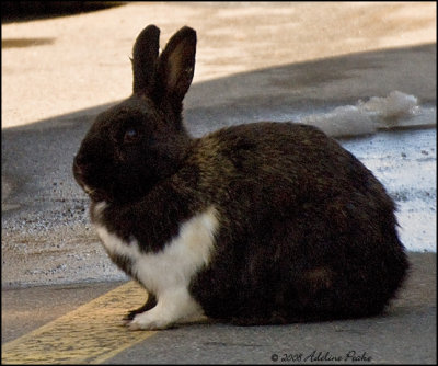 pet Bunny