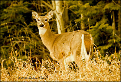 White-tailed Deer