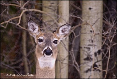 White-tailed Deer Portrait