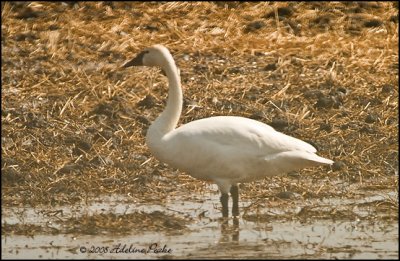 Migrating Tundra Swan