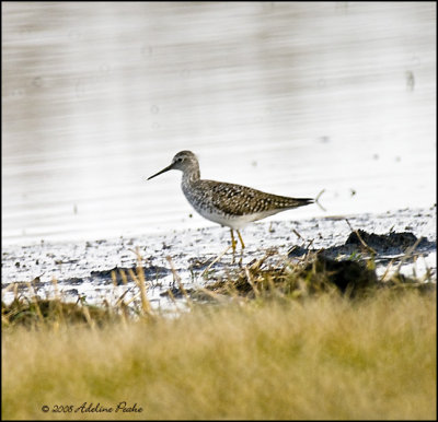 Lesser Yellowlegs