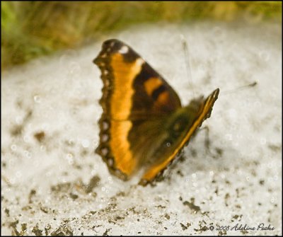 Milbert's Tortoise Shell