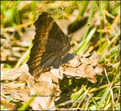 Milbert's Tortoise Shell