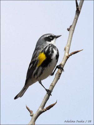 Yellow-rumped Warbler(Myrtle)
