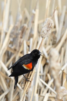 Red-winged Blackbird