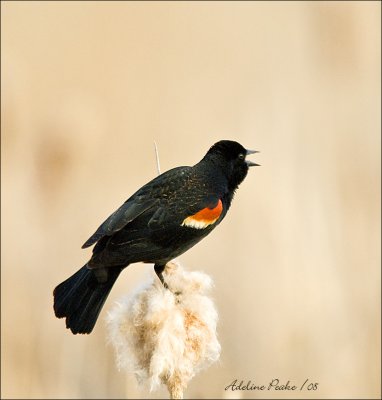 Red-winged Blackbird