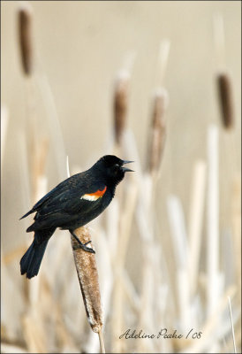 Red-winged Blackbird