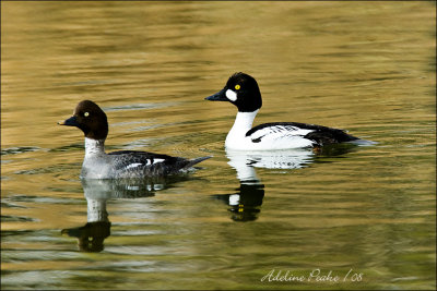 Pair of Common Goldeneye Duck