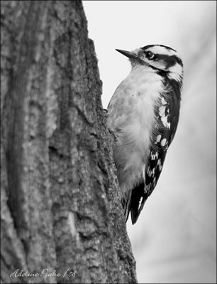 Female Downy Woodpecker
