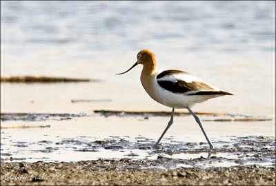 American Avocet