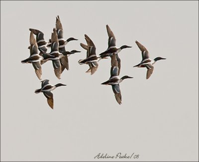 Flock of Northern Shovelers