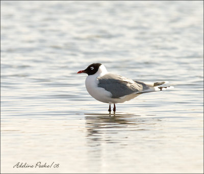 Franklin's Gull