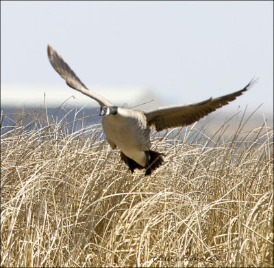 Canada Goose