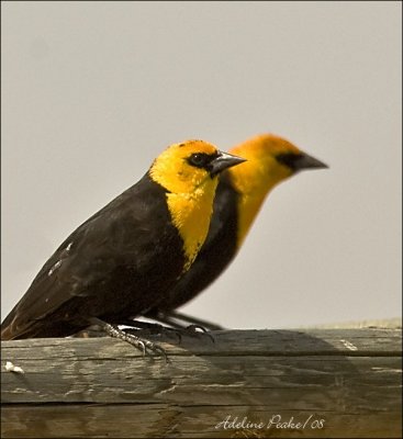 Yellow-headed Blackbird