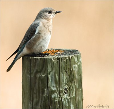 Female Mountain  Bluebird
