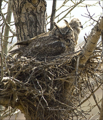 Great Horned Owl and Owlet.-taken at High River Area in Spring