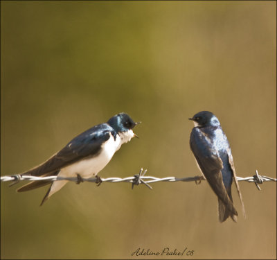 Mrs Tree Swallow Giving Mr. a Piece of her Mind.