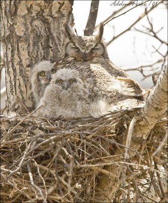 Great Horned Owl and two Owlets taken At High River in Spring.