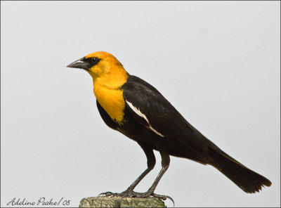 Yellwo-headed Blackbird